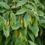 Pluimes (Fraxinus ornus ‘Obelisk’) nootvruchten